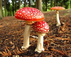 Как может помочь мухомор в лечении варикозной болезни