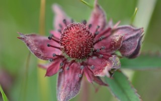 Применение сабельника при лечении суставных заболеваний