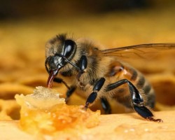 Как помогают пчелы в борьбе с варикозным расширением вен